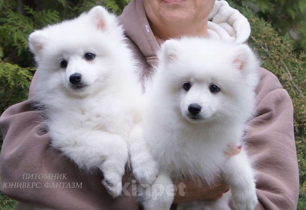 Собаки в Волгограде: Щенки японского шпица Мальчик, Бесплатно - фото 1