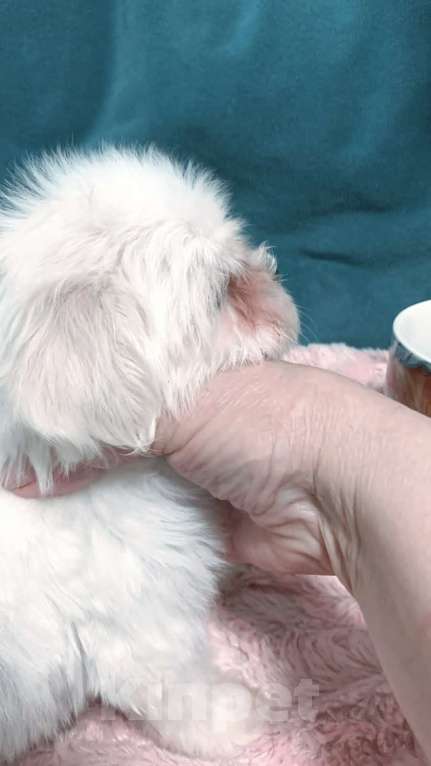 Собаки в Москве: Щенки мальтезе Мальчик, 45 000 руб. - фото 8
