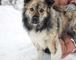 Собаки в Москве: Реми Мальчик, Бесплатно - фото 2