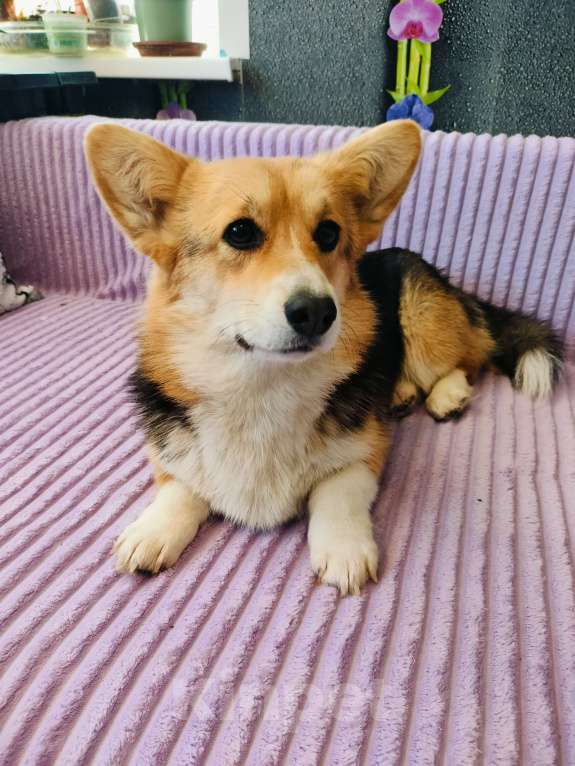 Собаки в Воронеже: Вельш корги триколор девочка Девочка, 30 000 руб. - фото 4
