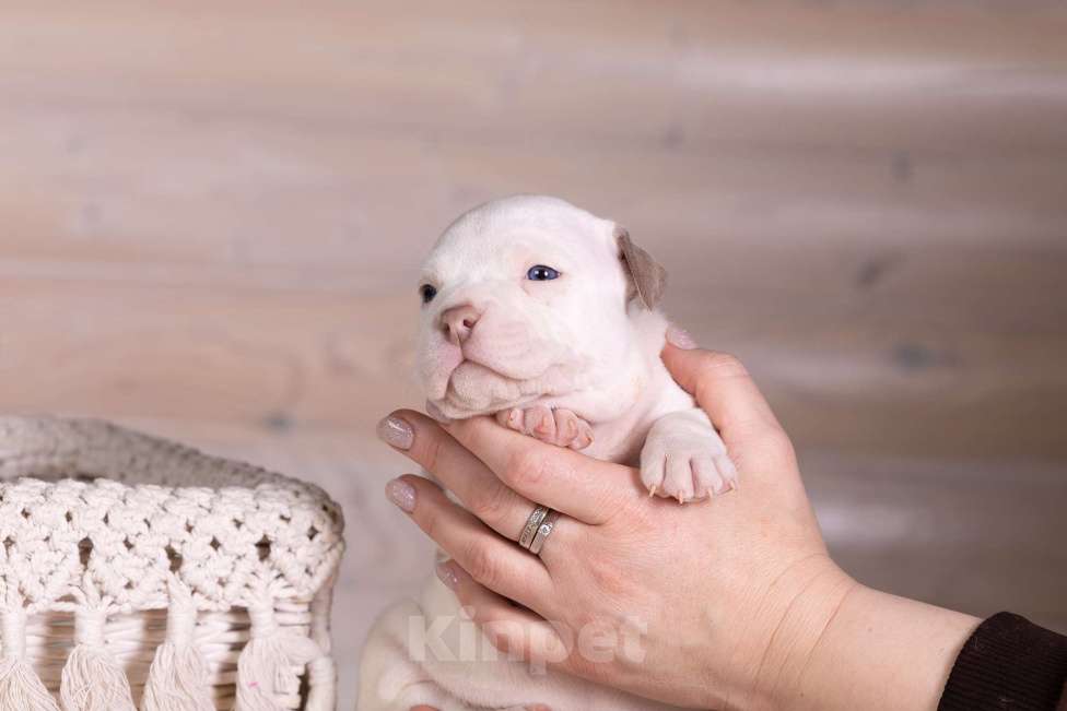 Собаки в Королеве: Американский булли Девочка, 150 000 руб. - фото 7