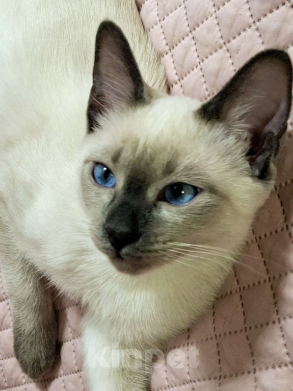 Кошки в Санкт-Петербурге: Тайский котенок Мальчик, 55 000 руб. - фото 1