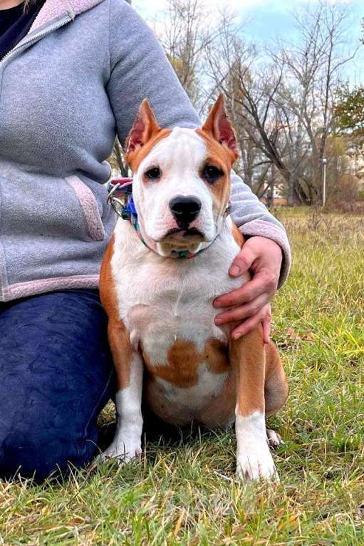 Собаки в Москве: Шикарная девочка амстаффа  Девочка, 90 000 руб. - фото 2