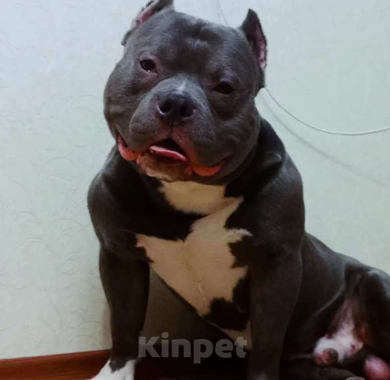 Собаки в Боровске: Американский булли ищет невесту Мальчик, Бесплатно - фото 2