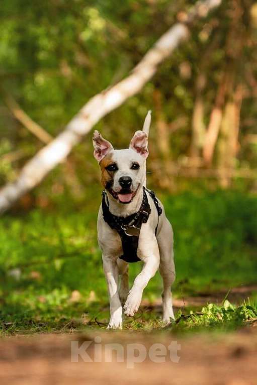 Собаки в Москве: Красивый пёс Дарий в добрые руки. Мальчик, Бесплатно - фото 5