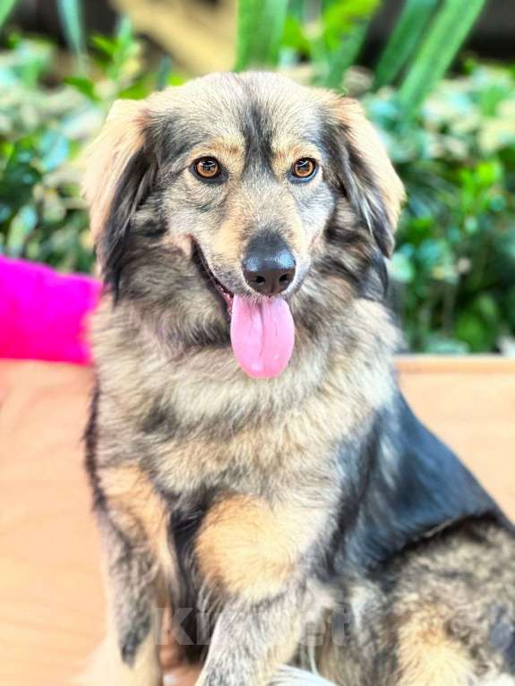 Собаки в Москве: Коротколапая пушистая собачка Мышка в добрые руки Девочка, Бесплатно - фото 4