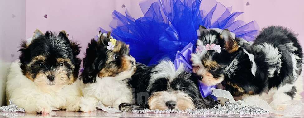 Собаки в Котельнике: Бивер терьер и Бивер блю Даймонд  Мальчик, 50 000 руб. - фото 6