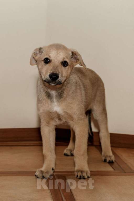 Собаки в Одинцово: Щенок метис породы Чинук Девочка, Бесплатно - фото 2