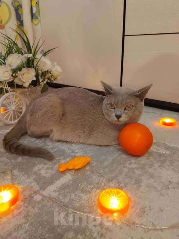 Кошки в Лыткарино: Бурманские котятки Девочка, 20 000 руб. - фото 2