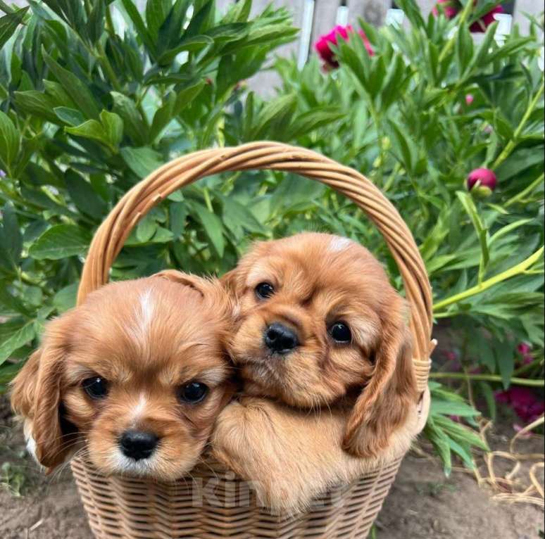 Собаки в Можге: Щенки Кавалер кинг чарльз спаниель  Девочка, 65 000 руб. - фото 10