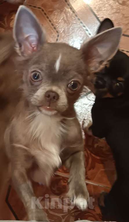 Собаки в Москве: Щенки чихуахуа длинношерстные, девочки Девочка, 60 000 руб. - фото 2