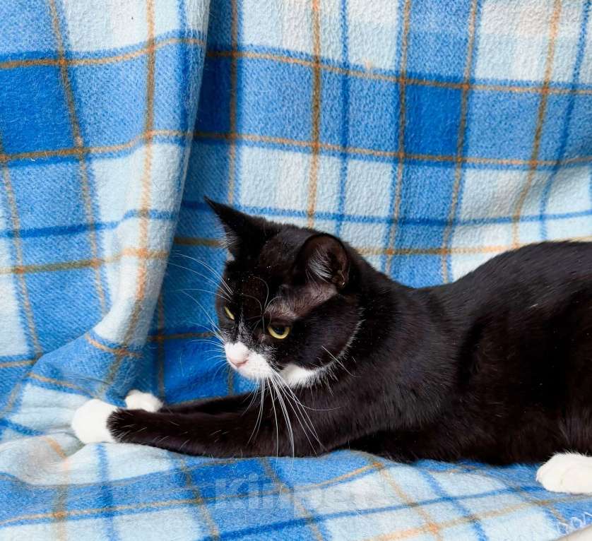 Кошки в Москве: Котенок Лола - идеальный по характеру ребенок в добрые руки Девочка, Бесплатно - фото 3