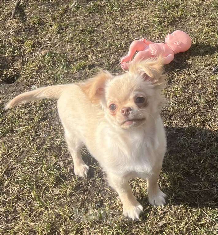 Собаки в Санкт-Петербурге: Кремовые чихуашки Девочка, 35 000 руб. - фото 9