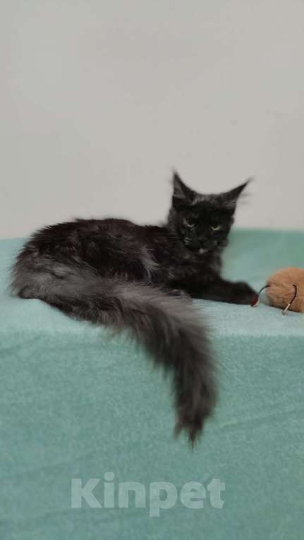 Кошки в Москве: Мейн-кун девочка Девочка, 30 000 руб. - фото 3