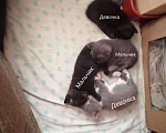 Кошки в Снежногорске: Котята в добрые руки, 10 руб. - фото 1