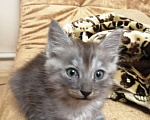 Кошки в Краснодаре: Бесплатно котенок (девочка) Девочка, 2 руб. - фото 1