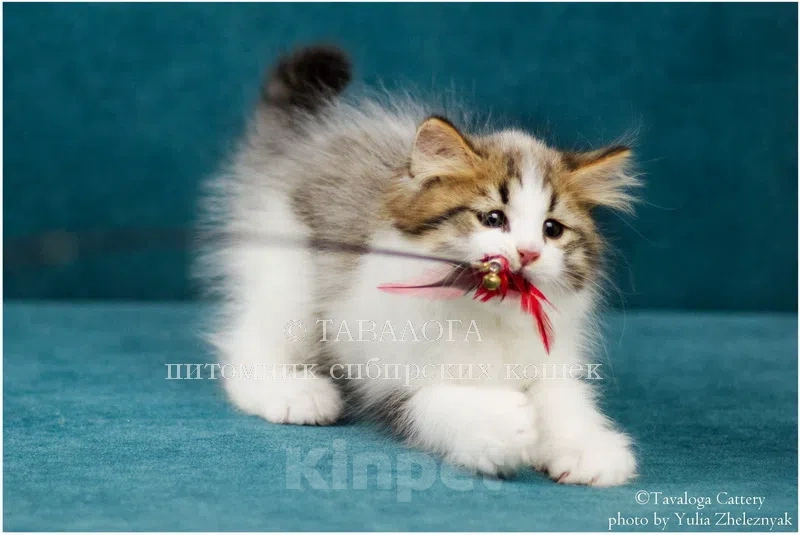 Кошки в Москве: Сибирский котёнок из профессионального питомника Девочка, Бесплатно - фото 2