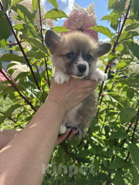 Собаки в Москве: Сладкий мальчик вельш корги пемброк  Мальчик, 65 000 руб. - фото 2