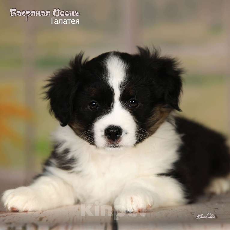 Собаки в других городах Московской области: Продается девочка миниаусси Девочка, 80 000 руб. - фото 5