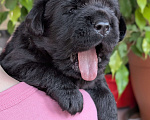Собаки в Москве: Черный толстолапый малышок Мальчик, 120 000 руб. - фото 3