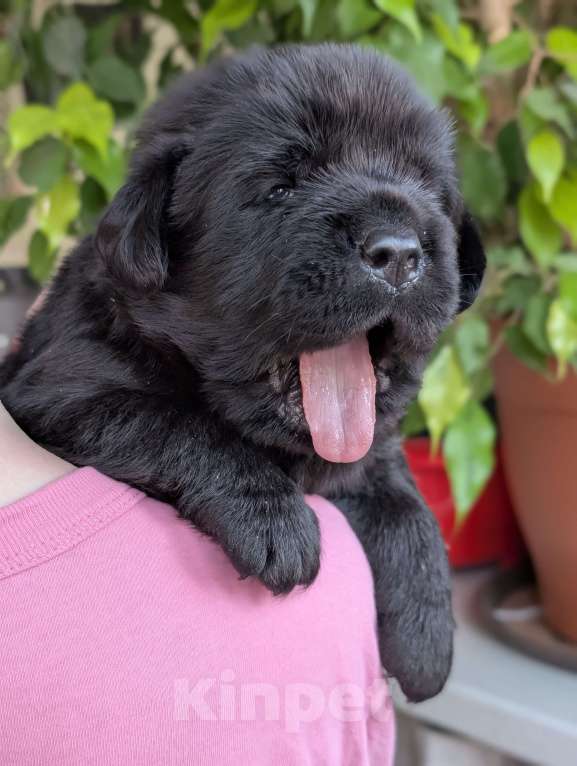Собаки в Москве: Черный толстолапый малышок Мальчик, 120 000 руб. - фото 3