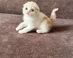 Кошки в Барнауле: Шотландский вислоухий котенок Мальчик, 25 000 руб. - фото 1