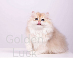 Кошки в Санкт-Петербурге: Британский длинношерстный котенок в золотом окараса Девочка, 80 000 руб. - фото 2