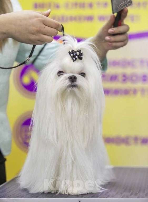 Собаки в Тюмени: Щенок Мальтийской болонки Девочка, 120 000 руб. - фото 6