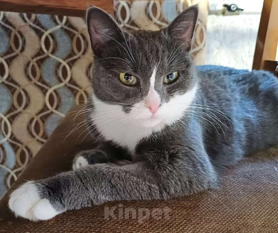 Кошки в Реутове: кошка в добрые руки Девочка, Бесплатно - фото 4