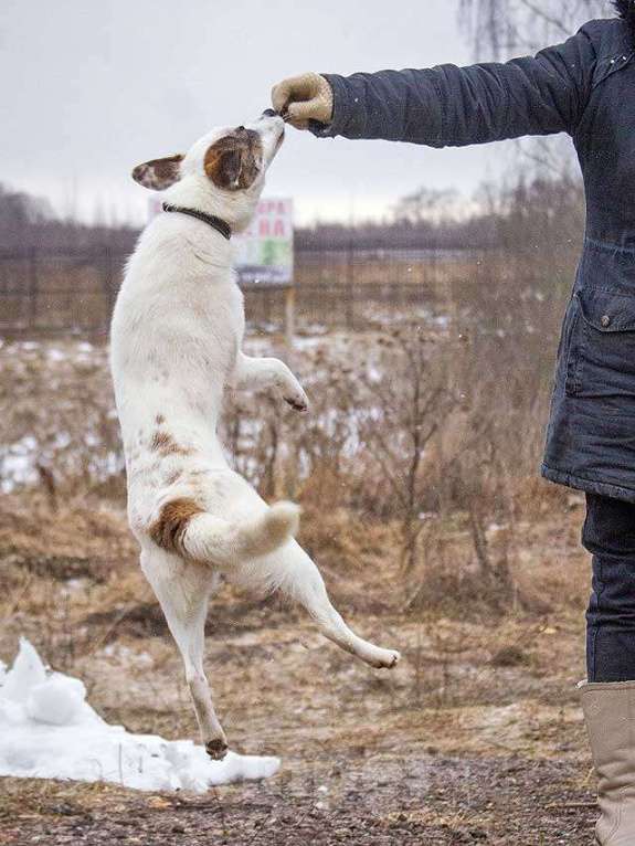 Собаки в Москве: Миниатюрная диванная собачка Дафи ищет дом Девочка, Бесплатно - фото 5