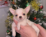 Собаки в Орле: Чихуахуа Девочка, 50 000 руб. - фото 9