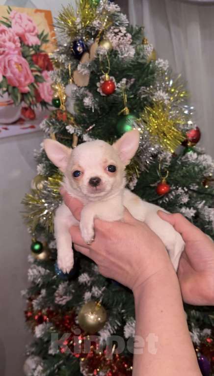 Собаки в Орле: Чихуахуа Девочка, 50 000 руб. - фото 9