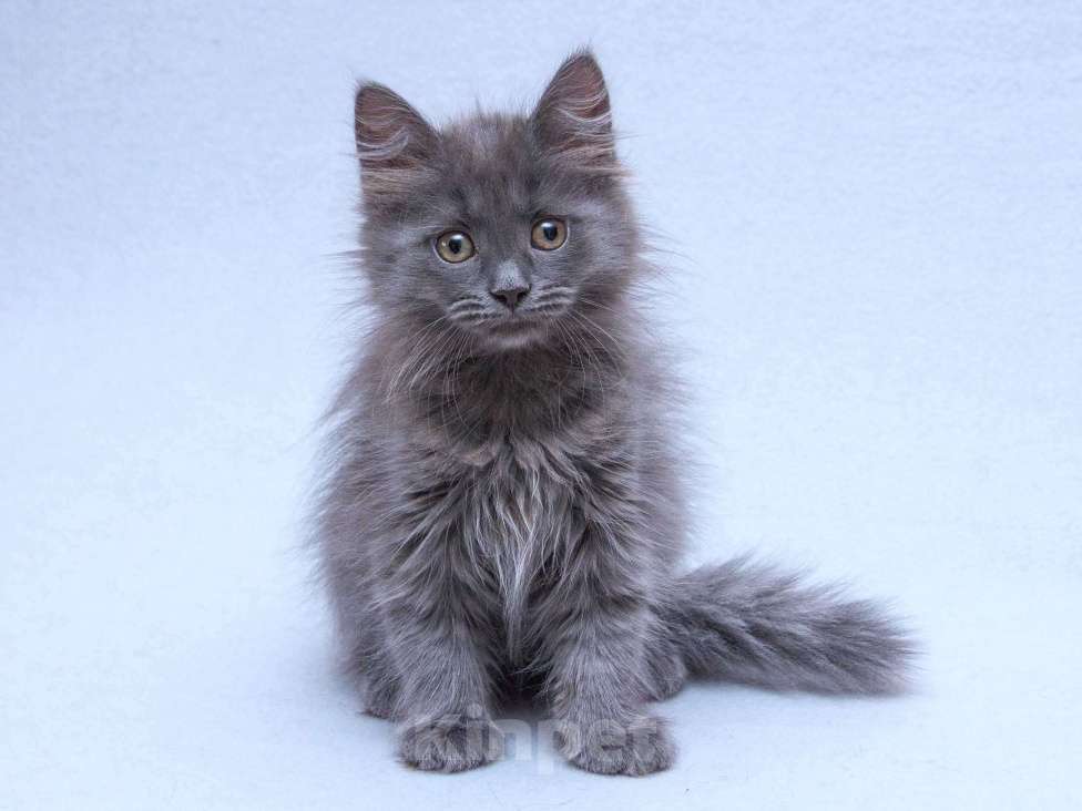 Кошки в Москве: Три пушистых котёнка в добрые руки Девочка, Бесплатно - фото 4