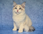 Кошки в Владивостоке: Невский маскарадный котенок Мальчик, Бесплатно - фото 3