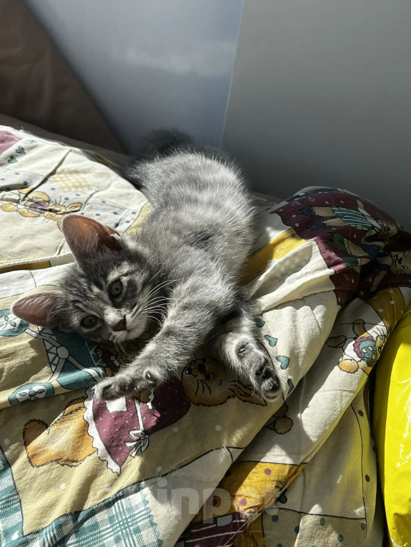 Кошки в Санкт-Петербурге: Фиби Девочка, Бесплатно - фото 3