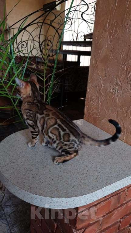 Кошки в Ростове-на-Дону: Бенгальская девочка  Девочка, 60 000 руб. - фото 5