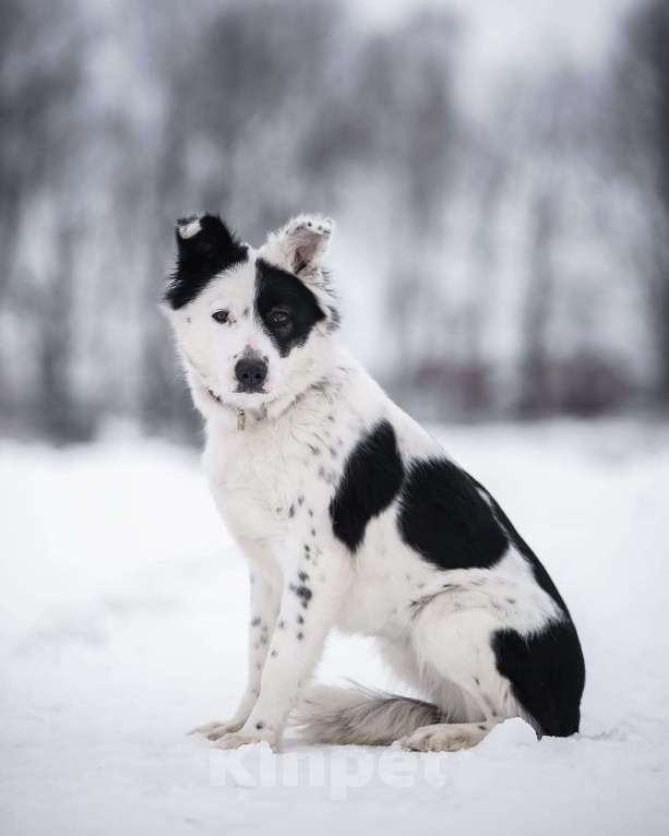 Собаки в Москве: Белая пушистая собачка Лаки в добрые руки Девочка, 1 руб. - фото 5