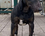 Собаки в Пензе: Продам подрощенного кобеля Мальчик, 50 000 руб. - фото 3