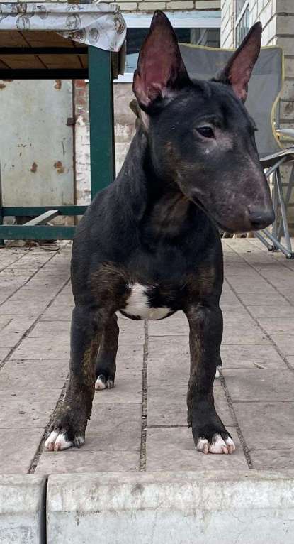 Собаки в Пензе: Продам подрощенного кобеля Мальчик, 50 000 руб. - фото 3
