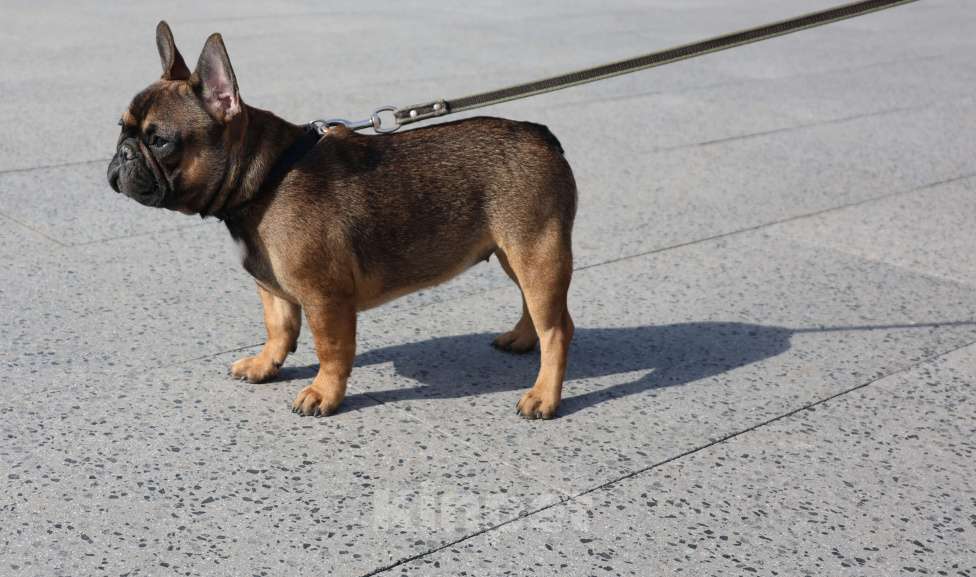 Собаки в Нижнем Новгороде: Французский бульдог Девочка, 50 000 руб. - фото 2