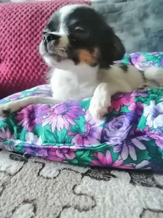 Собаки в Краснодаре: Чишка мальчик  Мальчик, 15 000 руб. - фото 7