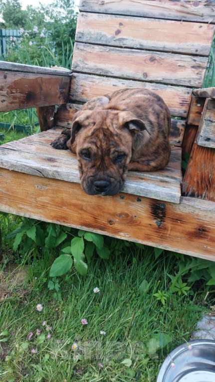 Собаки в Нижнем Новгороде: Щенки ка де бо питомник Мальчик, Бесплатно - фото 3