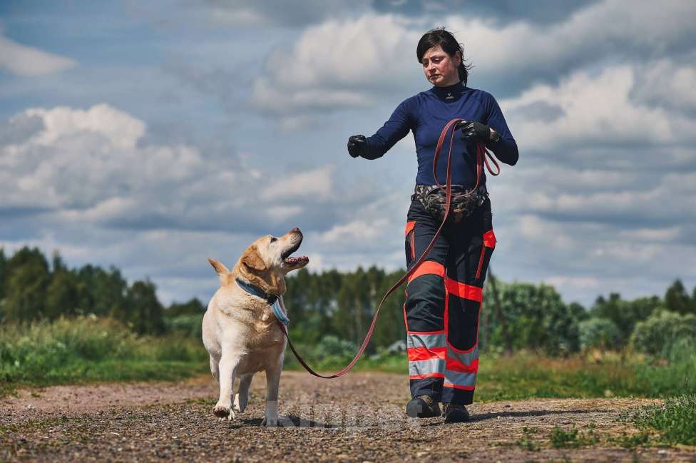 Собаки в Москве: Лабрадор Марио в добрые руки Мальчик, 1 руб. - фото 3