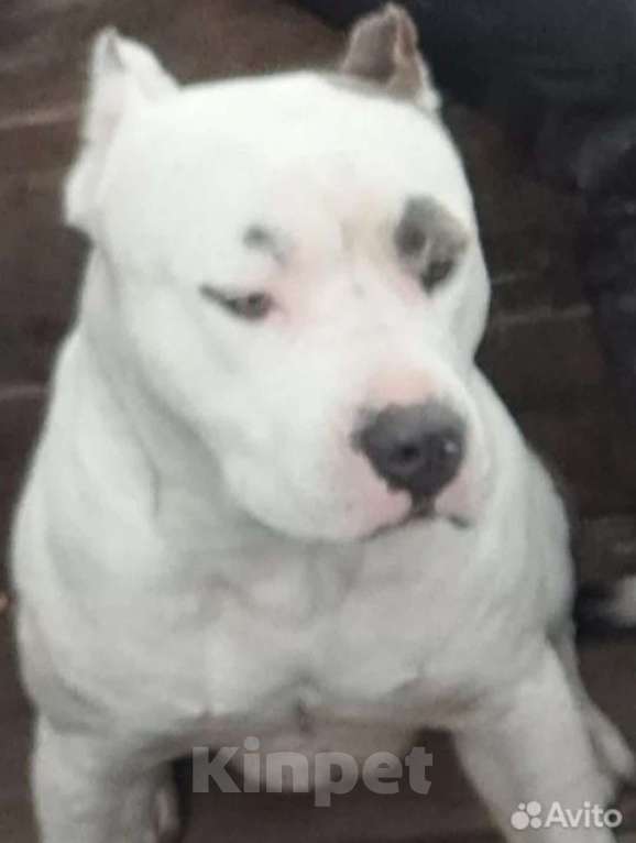 Собаки в Пятигорске: Вязка для матёрого кабеля по кличке Тайфун ! Мальчик, Бесплатно - фото 5