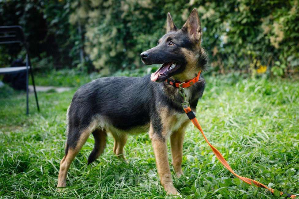 Собаки в Москве: Микроовчарка. Щенок Айда Девочка, Бесплатно - фото 4