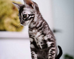 Кошки в Москве: Бенгальский котенок серебро Мальчик, 45 000 руб. - фото 2