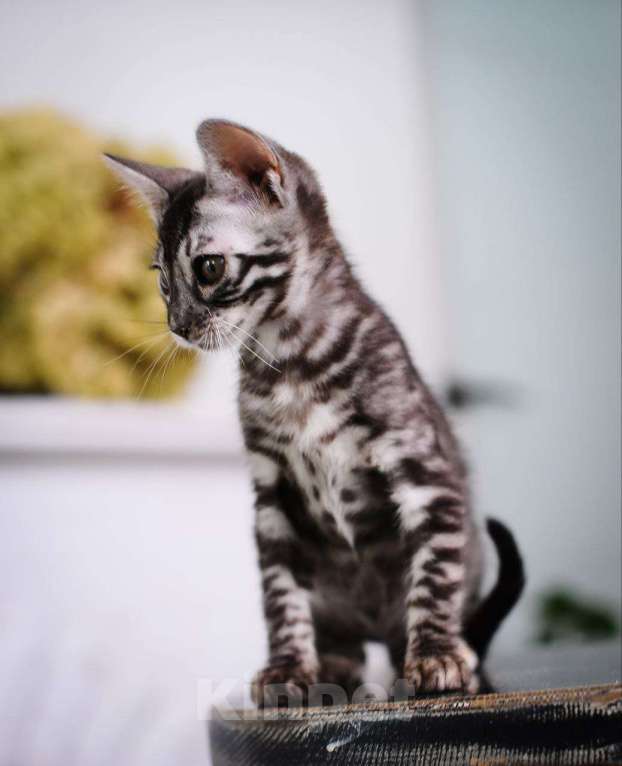 Кошки в Москве: Бенгальский котенок серебро Мальчик, 45 000 руб. - фото 2