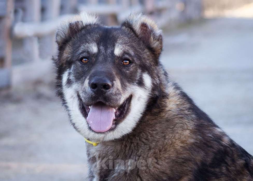 Собаки в Москве: Пёс, избежавший усыпления ищет дом! Мальчик, Бесплатно - фото 7