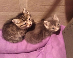 Кошки в Томске: Котёнок в добрые руки Девочка, Бесплатно - фото 7