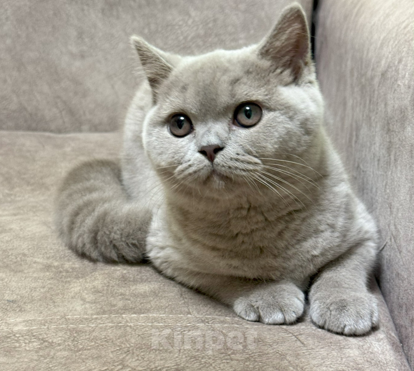 Кошки в Красноярске: Питомник британских котят Девочка, 30 000 руб. - фото 3